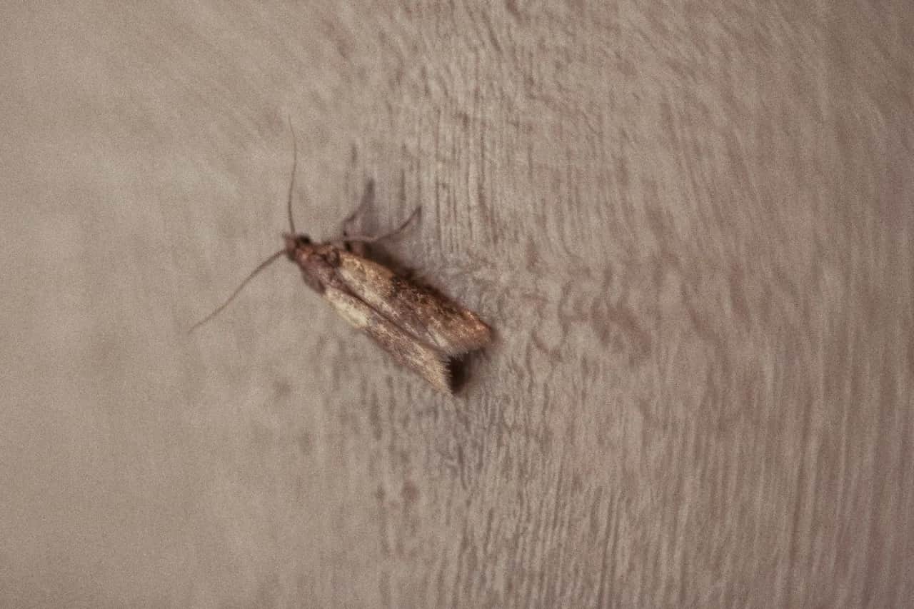 Czy mole wlatują przez okno? Oto jak ich uniknąć w domu