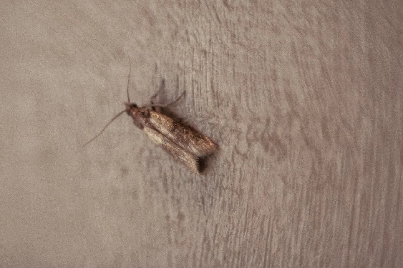 Czy mole wlatują przez okno? Oto jak ich uniknąć w domu