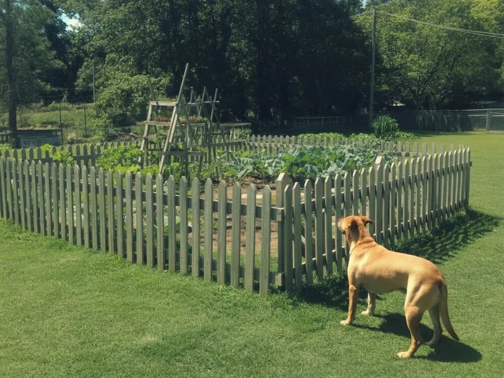 Jak zrobić ogrodzenie dla psa: praktyczne porady i materiały do budowy