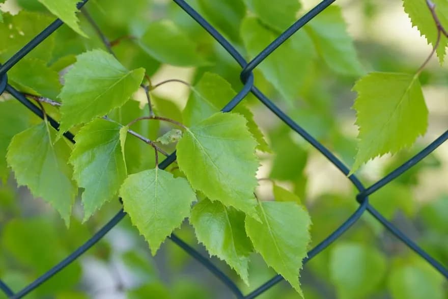 Jak skutecznie obsadzić płot z siatki roślinami i sztucznymi osłonami